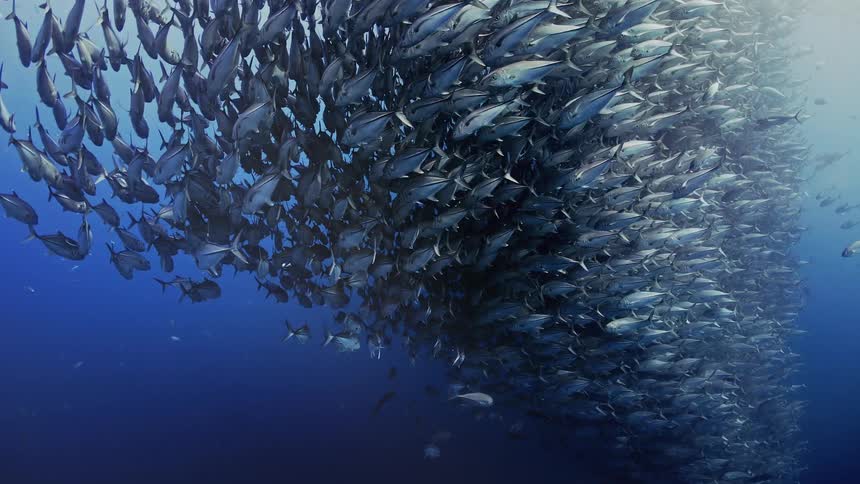 A large school of fish swim together