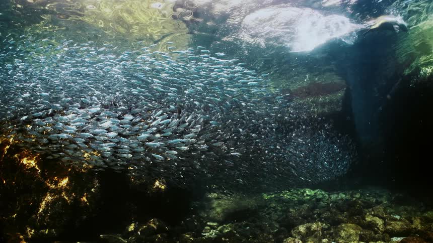 A school of fish and sea lion swimming in water