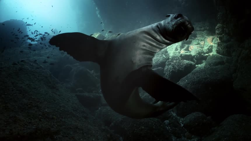 A sea lion swims over rocks along the seabed as a school of fish swim nearby and sunlight shines from above