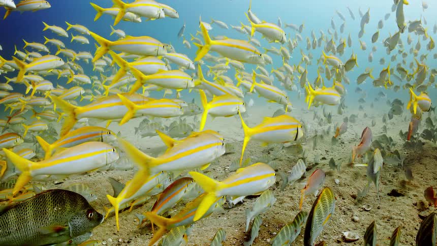 Fish swim above the ocean floor