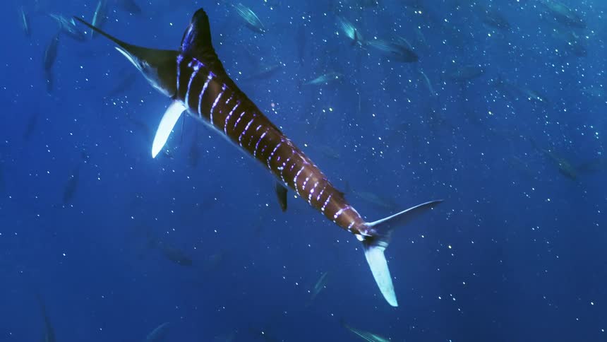 A sword fish is swimming in ocean water