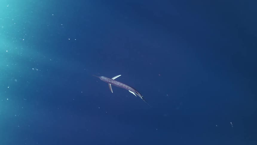Figure moves gracefully through the depths of the ocean a large shark gliding effortlessly through the water