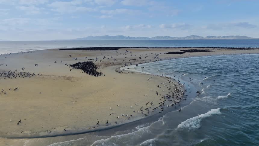 Flocks of bird fly through the air and sit in clusters on beach as waves crash against shore