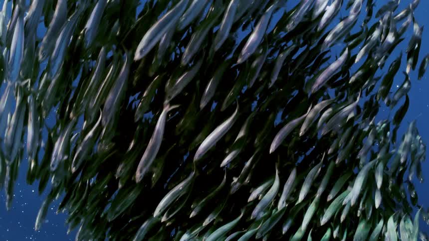 A large body of fish moving in an orbiting direction