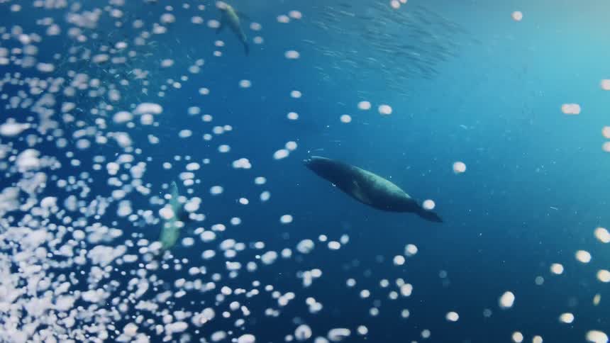 Underwater footage of a sea lions following a large shoal of fish swimming in the blue ocean waters