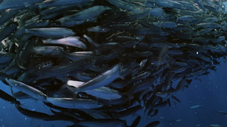 A school of fish swims underwater