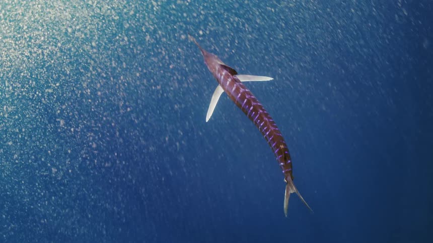 A striped fish with a sword for a nose swimming in the ocean and into white jthings underwater