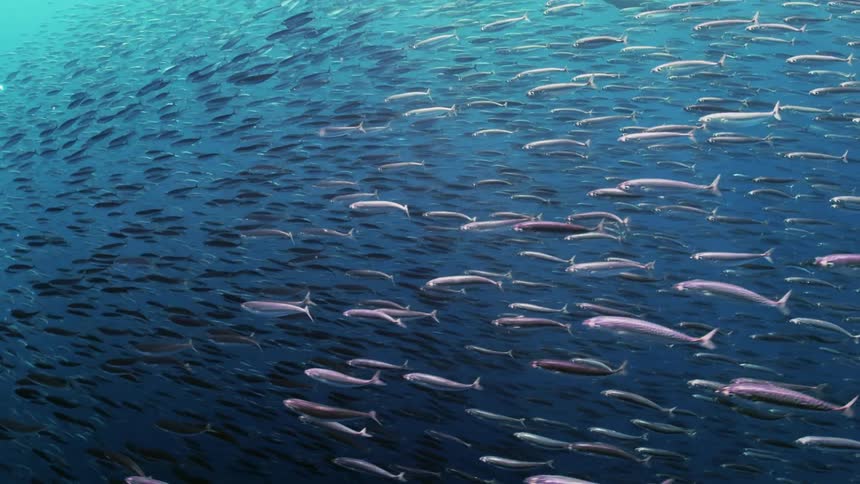 Fish are swimming in the ocean water during midday