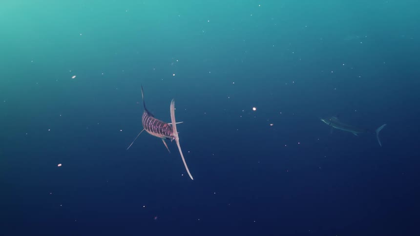 Blue marlin swim in the deep blue water as light shines from above