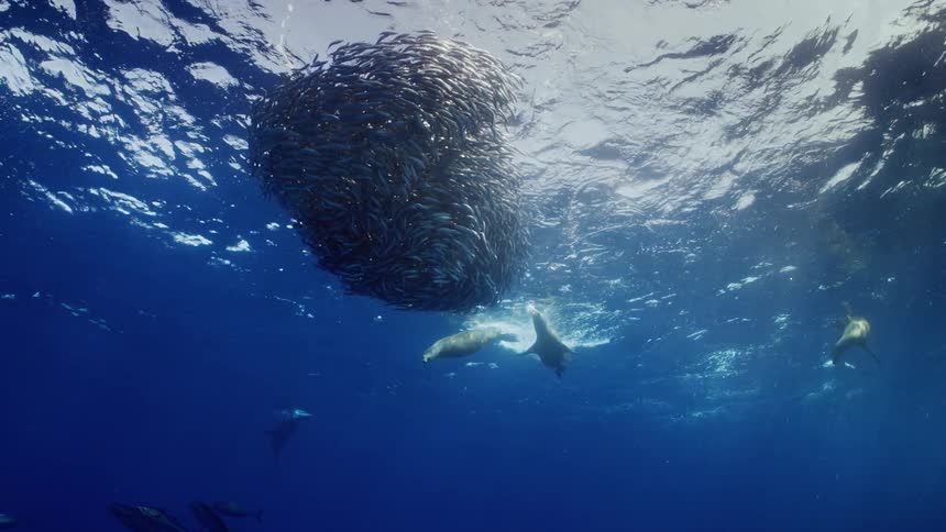 Seals swim around the large school of fish