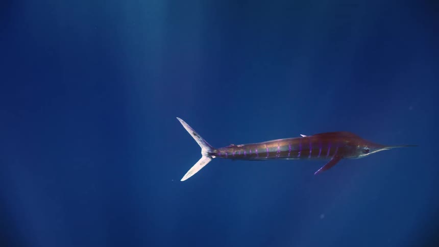 The swordfish swims underwater