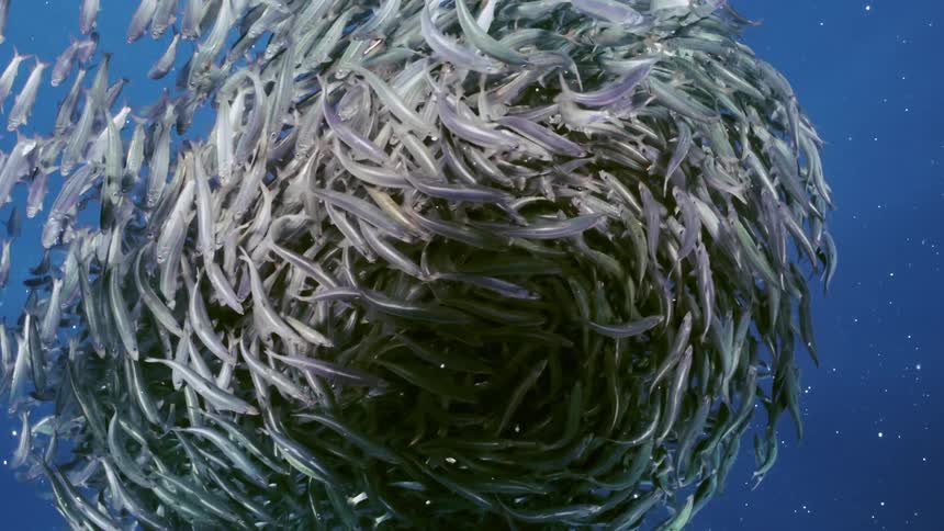 Hundreds of fish form a funnel shape underwater