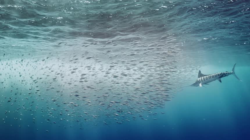 A large school of fish swimming near the surface of the ocean while a shark follows them