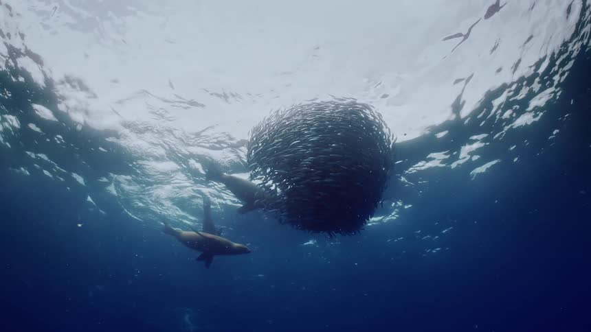 Three large sharks running towards a body of fish in the water