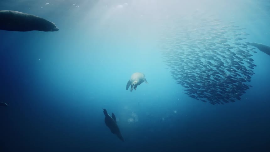 A school of fish swim by the seals