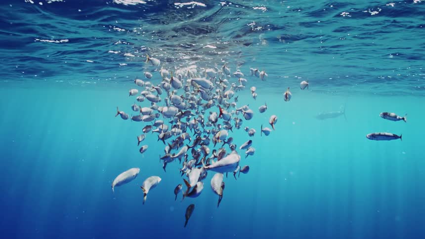 Fish swim near the surface of the water