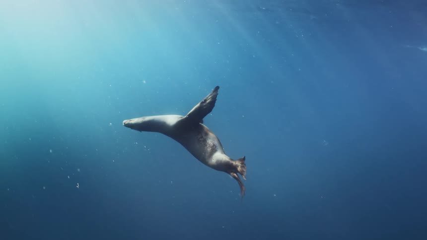A sea lion is swimming through ocean water
