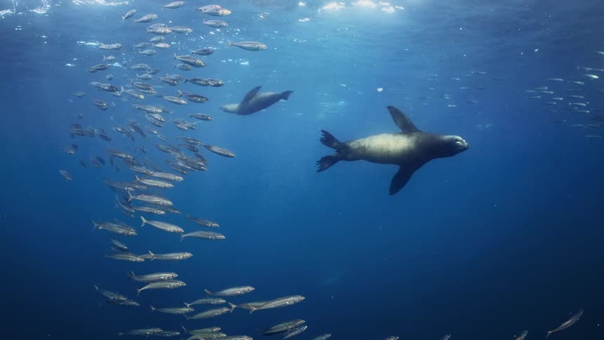 A school of fish are swimming among a pair of sea lions as the sun shines from above