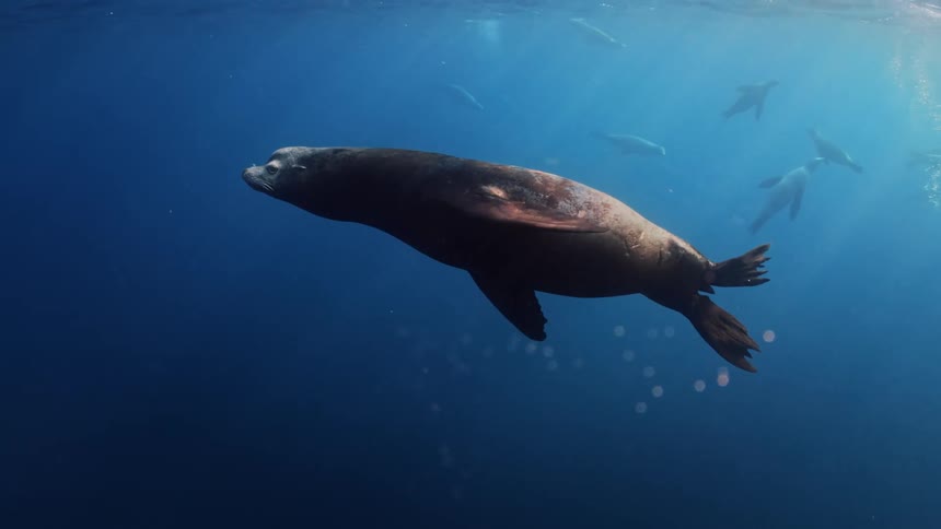 Sea lions and fish are swimming in the ocean water