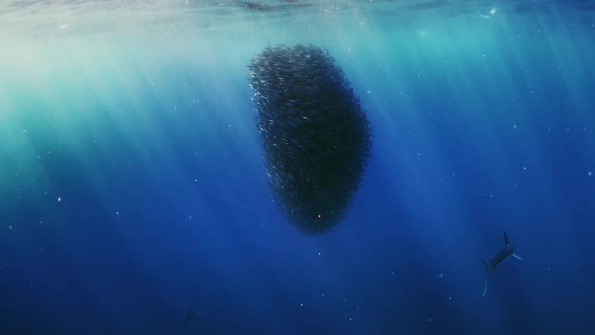 A large body of fish folded together and rotating in the left direction