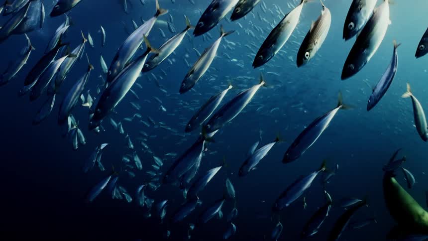 Underwater footage of a sea lion following a large shoal of fish swimming in the blue ocean waters