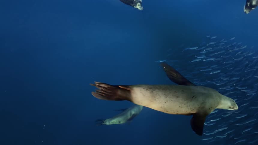 Sea animals are swimming in the ocean water