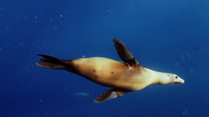 Two seals are swimming in the ocean water together