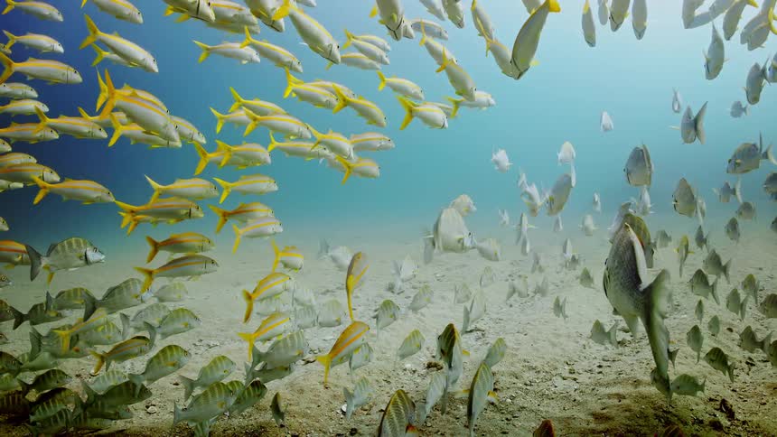 A group of fish are swimming near the ocean floor
