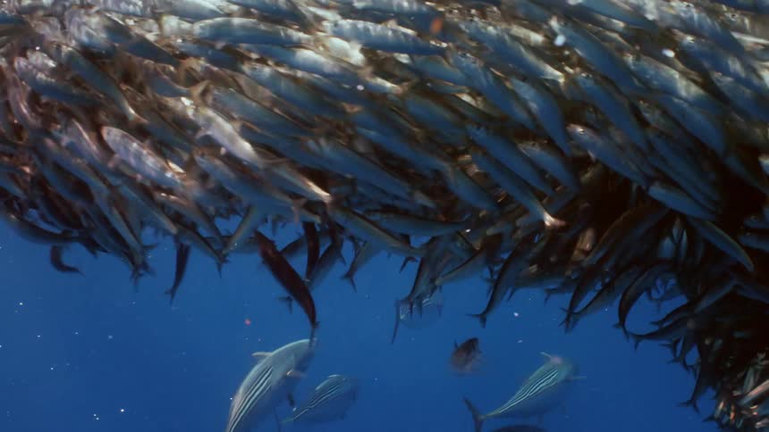 A large school of fish are shoaling as a sea lion swims by and sunlight shines from above