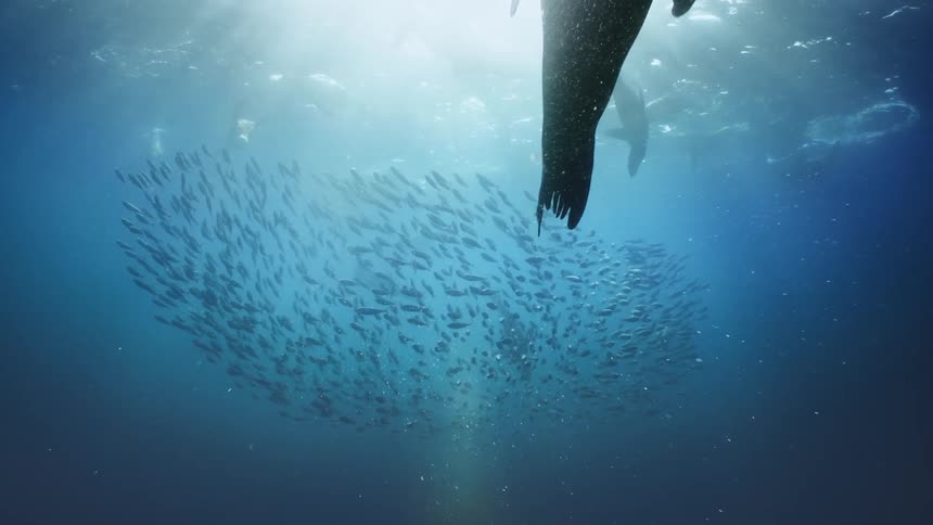 Sea lions are swimming among a school of fish as sunlight shines brightly from above