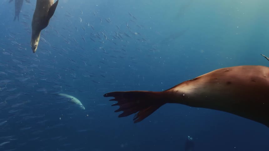 Sea lions and a school of fish swimming underwater