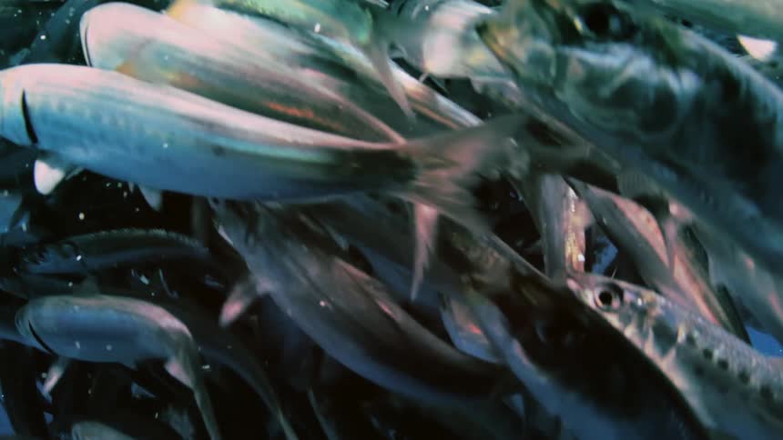 Fish swim close together in a funnel shape