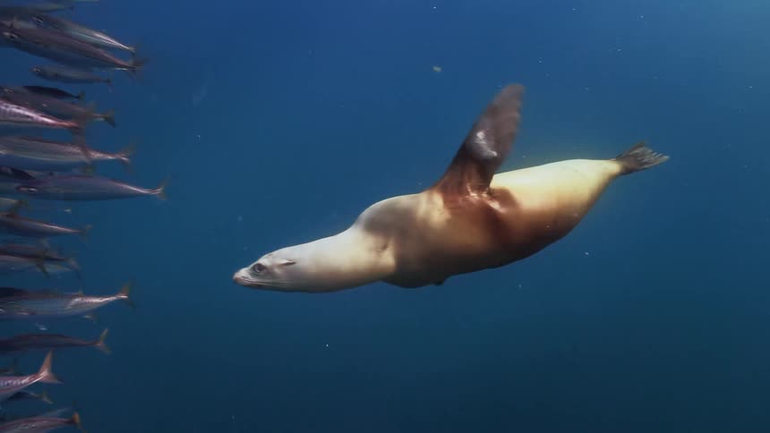 Underwater footage of a sea lion following a large shoal of fish swimming in the blue ocean waters