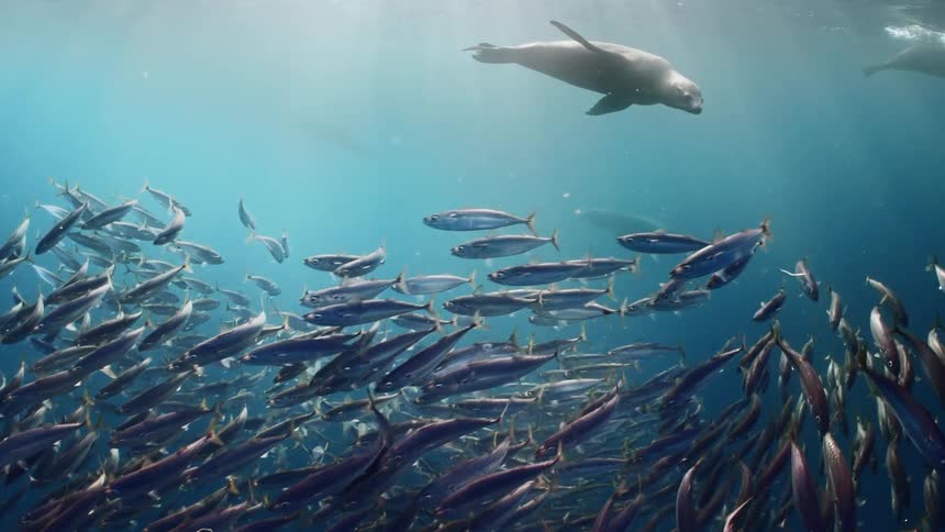 Sea lions attack a school of fish underwater