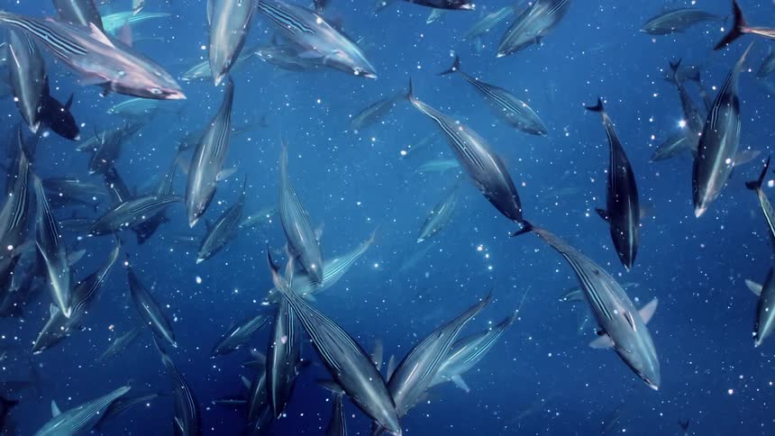 Underwater top down view of a large shoal of fish swimming along shimmering particles in the ocean