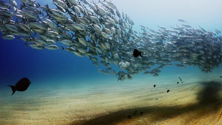 A school of fish swim close together above the ocean floor
