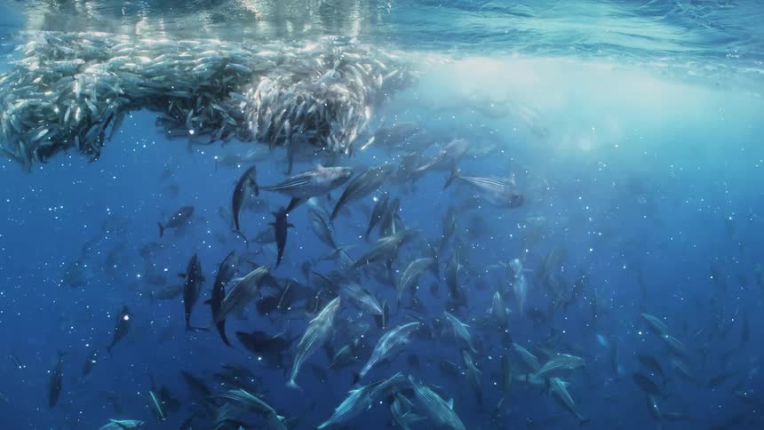 A massive school of fish move in a synchronized downward motion through the clear waters of the ocean