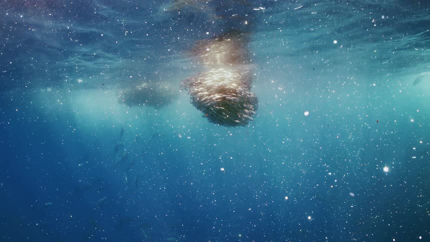 A school of fish are shoaling near the surface as sunlight shines from above and sparkling objects fall into the water