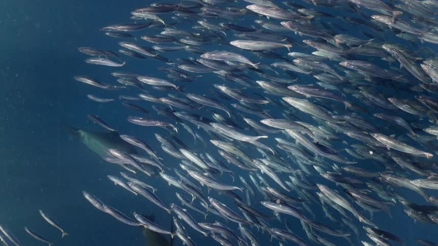 Slow motion underwater footage of sea lions hunting fish on the ocean