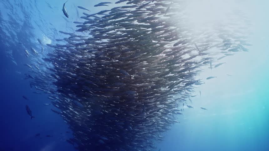 School of fish swimming in sea while the sun shining