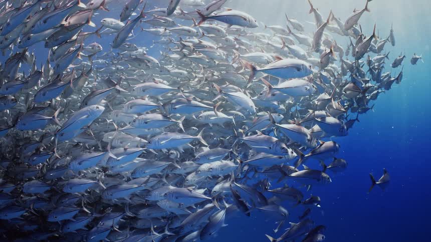 A crew of fish moving around in the water