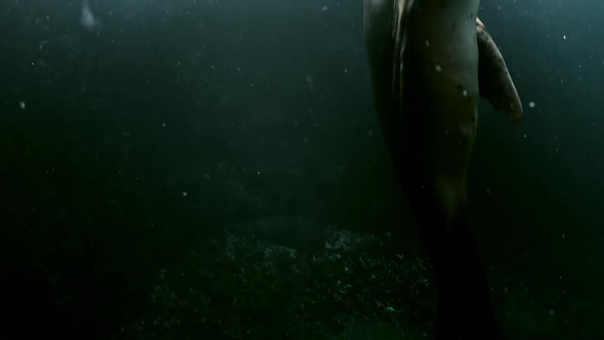 A seal swimming up from the bottom of the ocean