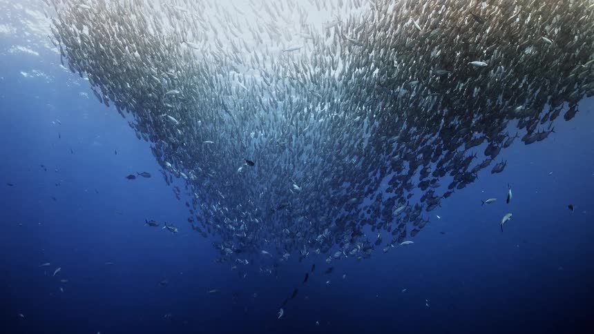 A huge school of fish swim underwater
