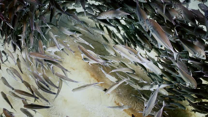 The school of fish move in an arch