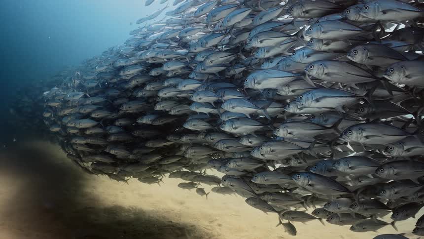 A school of fish swim close together above the ocean floor