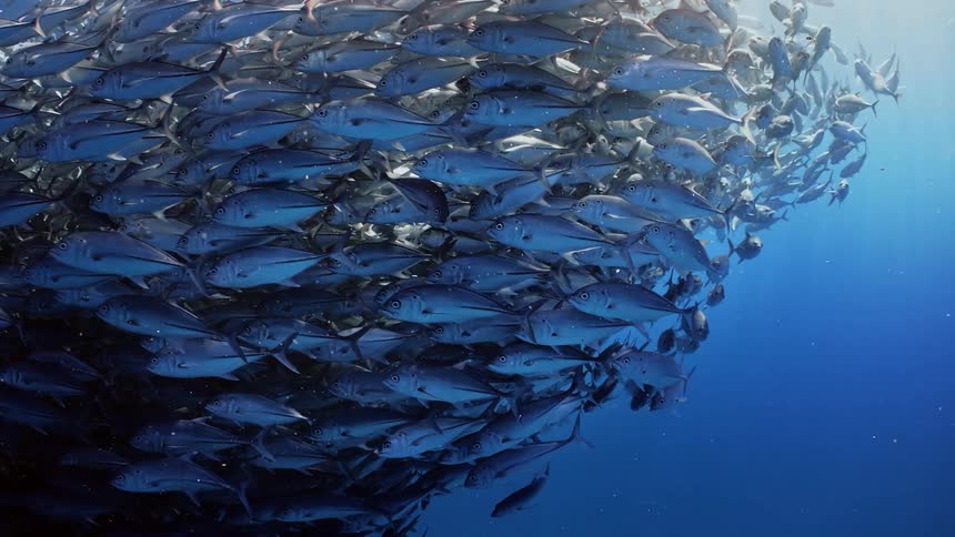 Large school of fish swimming underwater in the ocean