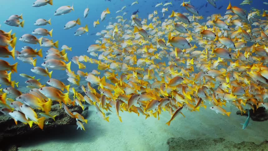 Fish are swimming near the ocean floor
