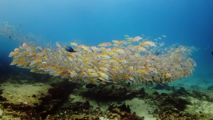 Fish are swimming under the ocean water