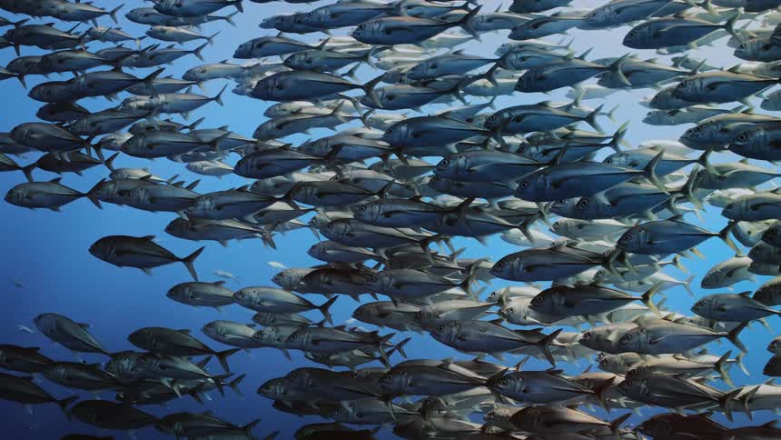 Large shoal of fish swimming in the blue ocean waters