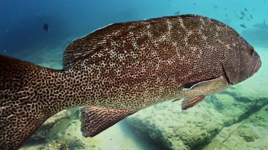 Close up view of a fish swimming in ocean water